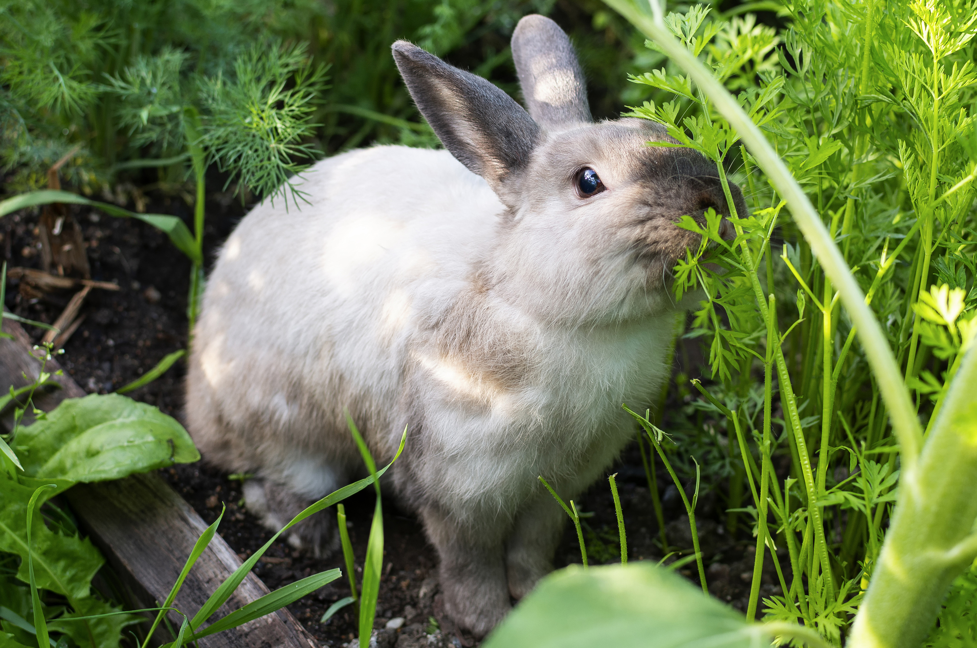 lapin mange des fanes de carottes